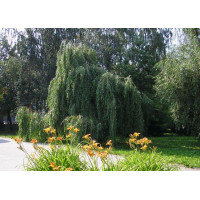 Ива плакучая (зеленая)